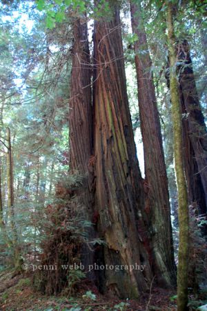 Redwoods 56 72 dpi wm.jpg